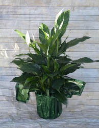 Peace Lily